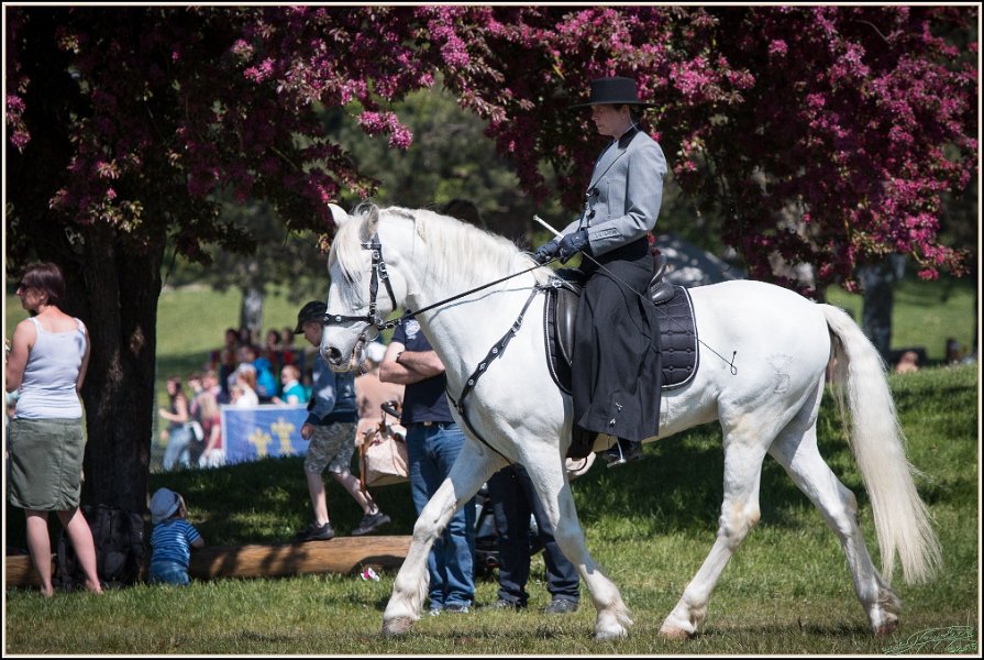 Pferd International 046